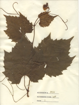 primary herbarium image