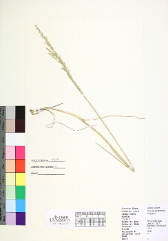 primary herbarium image