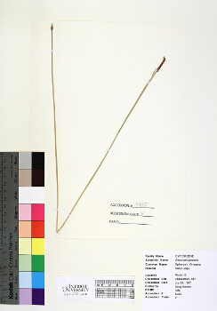primary herbarium image