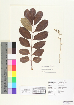 primary herbarium image