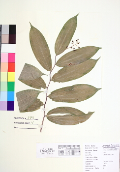 primary herbarium image