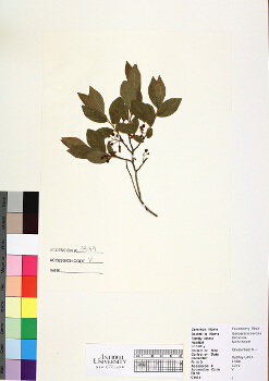 primary herbarium image