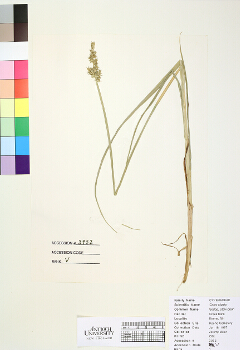 primary herbarium image