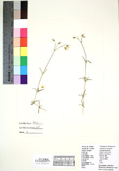 primary herbarium image