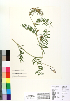 primary herbarium image