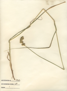 primary herbarium image