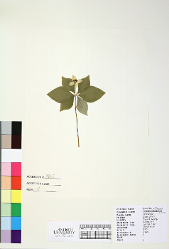 primary herbarium image
