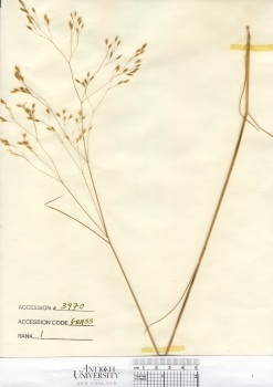 primary herbarium image
