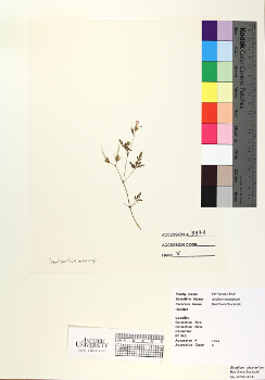 primary herbarium image