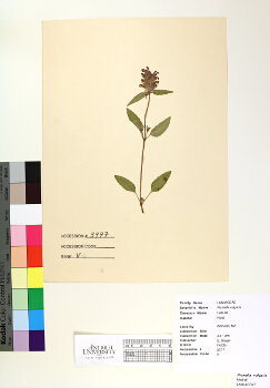 primary herbarium image