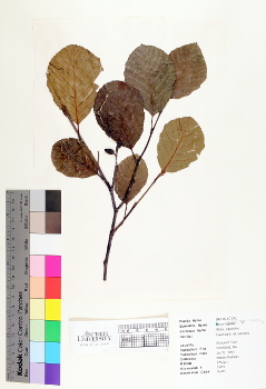 primary herbarium image