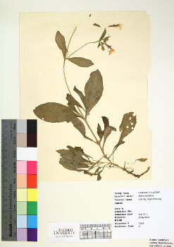 primary herbarium image