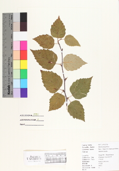 primary herbarium image