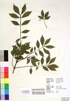 primary herbarium image