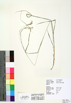 primary herbarium image