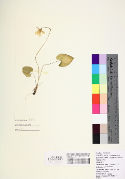 primary herbarium image