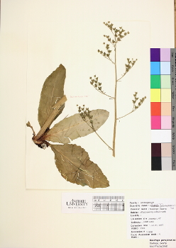 primary herbarium image