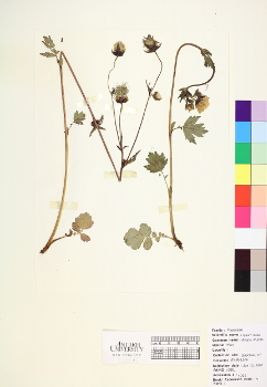 primary herbarium image