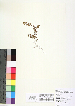primary herbarium image