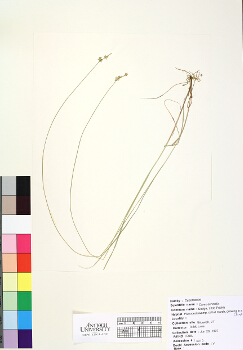 primary herbarium image