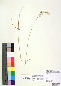 primary herbarium image