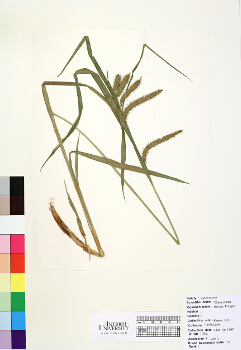 primary herbarium image