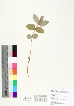primary herbarium image