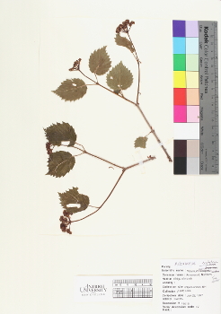 primary herbarium image