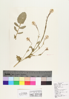 primary herbarium image