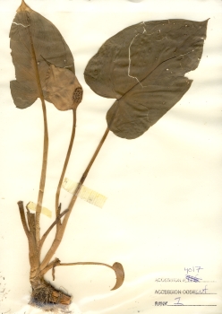 primary herbarium image