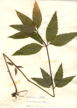 primary herbarium image