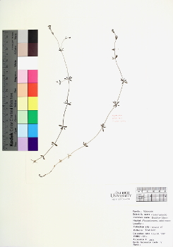 primary herbarium image