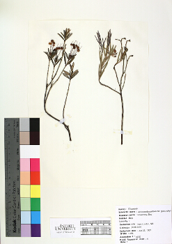 primary herbarium image