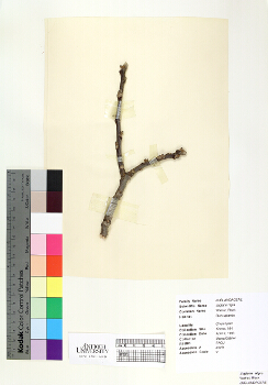 primary herbarium image