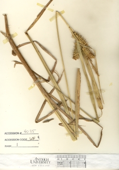 primary herbarium image