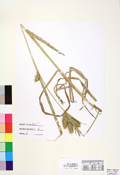 primary herbarium image