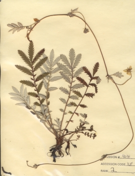 primary herbarium image