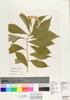 primary herbarium image