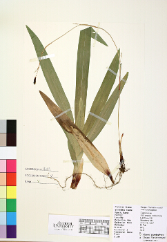primary herbarium image