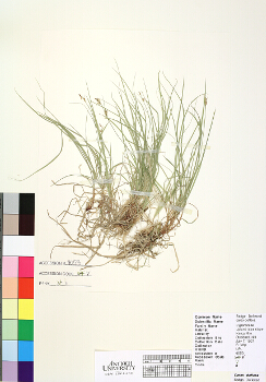 primary herbarium image