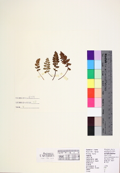 primary herbarium image