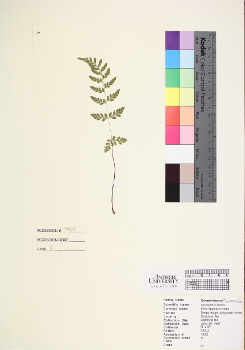 primary herbarium image