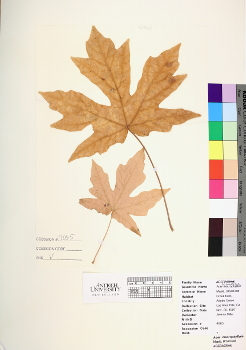 primary herbarium image