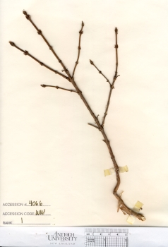 primary herbarium image