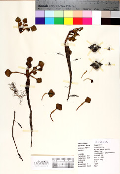 primary herbarium image