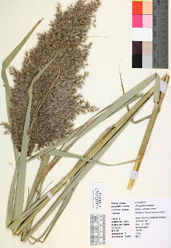 primary herbarium image