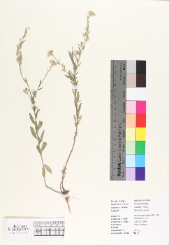 primary herbarium image