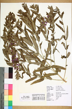 primary herbarium image