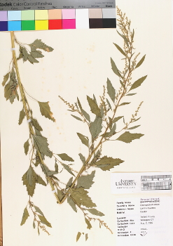 primary herbarium image