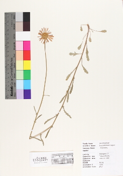 primary herbarium image